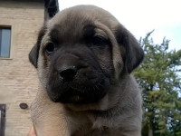  cane corso fromentino